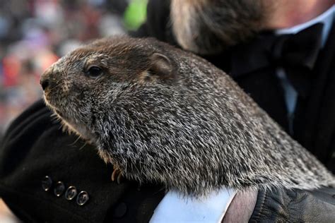 How accurate is Punxsutawney Phil? His Groundhog Day predictions aren't ...