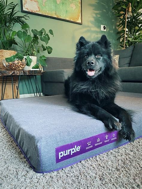 Dog Beds | Pet Beds | Small to Large | Purple in 2021 | Pet beds, Pets ...