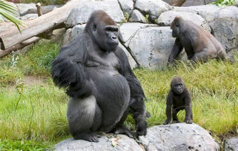 Eastern Lowland Gorilla Families in Kahuzi Biega National Park | Congo