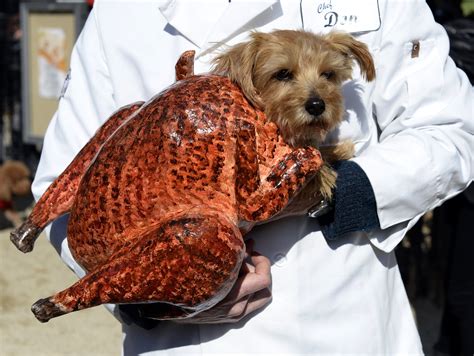 Dog Wearing Costume