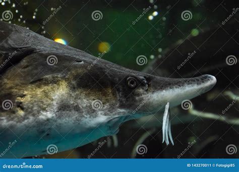 Fish Sturgeon Swims in the Aquarium of Oceanarium. Sturgeon Fish Stock Image - Image of aquarium ...