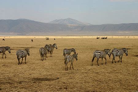 Zèbres dans le cratère du Ngorongoro : Zèbres : Animaux : Ngorongoro ...