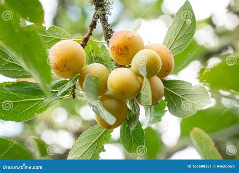 Yellow Plum Mirabelle Fruit Growing on Tree. Prunus Domestica Stock Image - Image of food ...