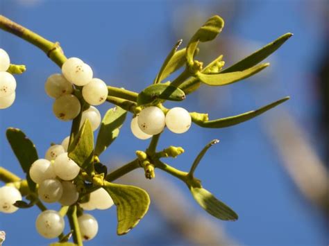 7 Powerful Meanings of Mistletoe: From Healing to Love