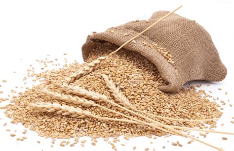 Wheat Proteins May Cause Inflammation Beyond The Gut