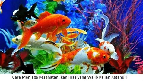 Macam Macam Ikan Mas Hias - IMAGESEE