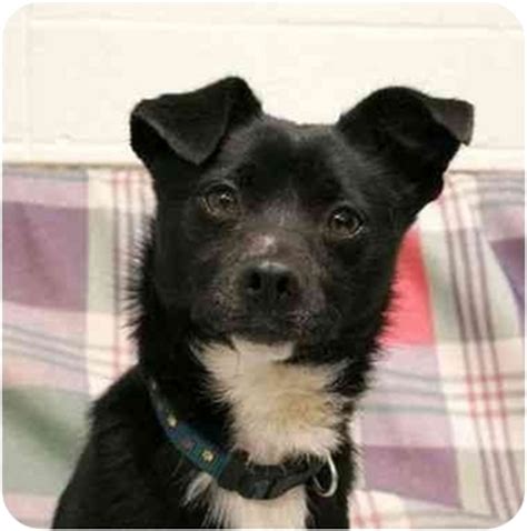 Skipper | Adopted Dog | 0043 | Phoenix, OR | Schipperke/Chihuahua Mix