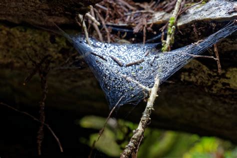 Money Spider (Linyphiidae) - Identification, Habitat and Diet