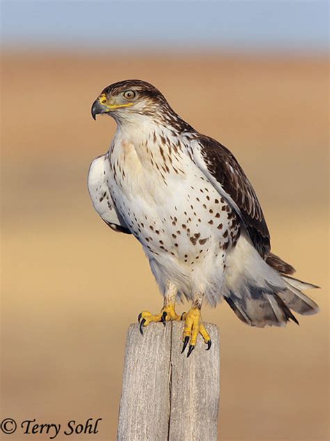 Ferruginous Hawk - South Dakota Birds and Birding