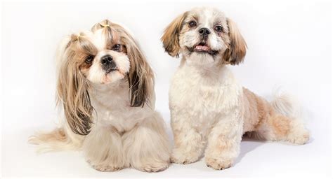 Shih Tzu Bulldog Mix - Is This Short-Muzzled Hybrid Right For You?