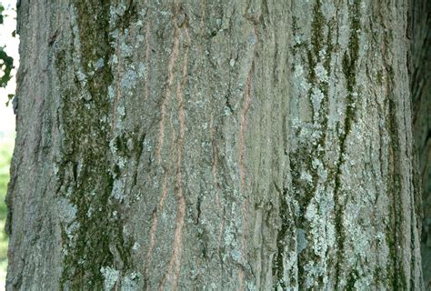 Quercus rubra (northern red oak) 3 | Quercus rubra Linnaeus,… | Flickr