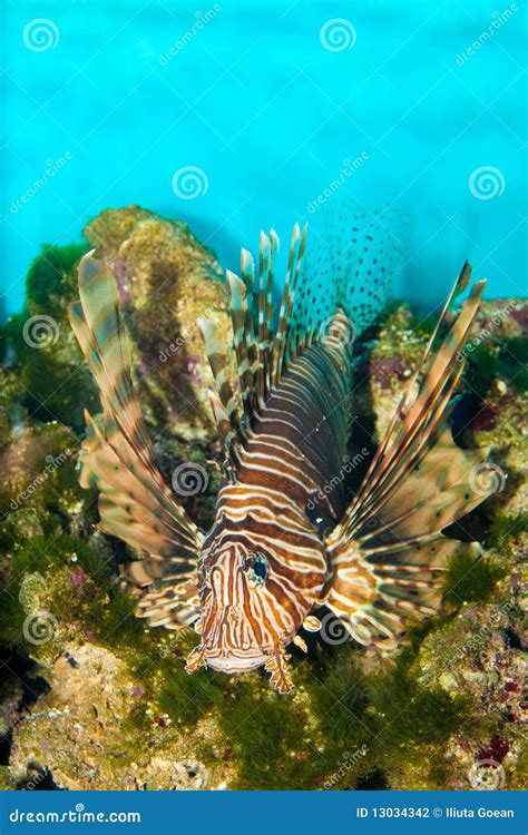 Volitan Lionfish in Aquarium Stock Photo - Image of common, turkeyfish ...