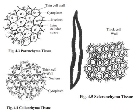 Types of Simple permanent tissue and its Functions