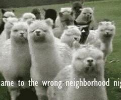 Funny Llama Quotes. QuotesGram