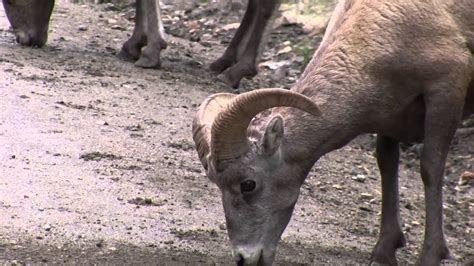 Wildlife -- Rocky Mountain National Park, Colorado - YouTube