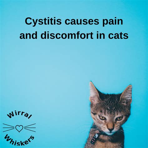 Cystitis in Cats - Wirral Whiskers