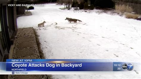 VIDEO: Coyote attacks dog in Northfield - ABC7 Chicago