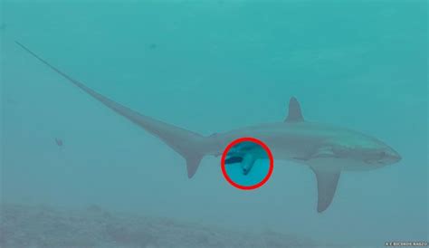 This is the First Photo Ever Taken of Thresher Shark Giving Birth... and it's Amazing | The ...