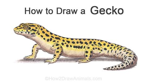 How to Draw a Gecko (Leopard Gecko) - YouTube