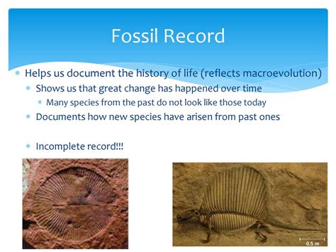 Macroevolution Broad pattern of evolution Above the species level - ppt ...