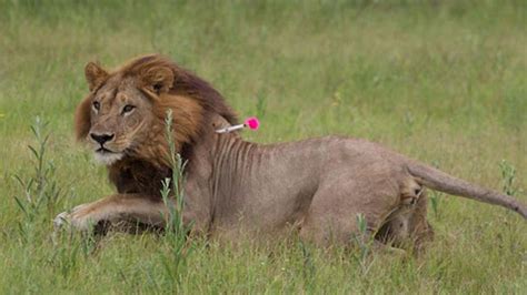 Five Botswanan Lionesses Grow Manes, Start Acting Like Males — NOVA ...