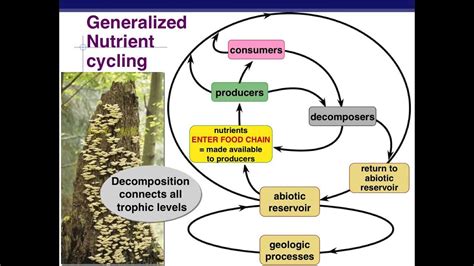 4. Ecosystem Dynamics - YouTube