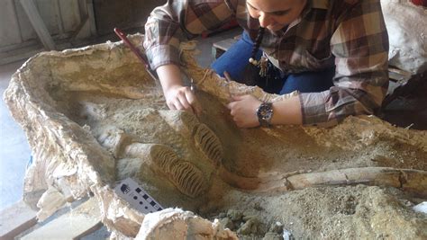 Ice Age fossils emerge during Los Angeles subway dig