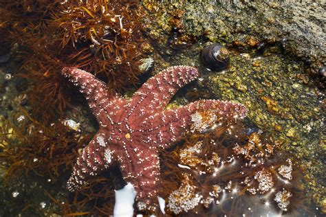 A Sea Snail's Ability to Flee From Predators Is Impaired By More Acidic ...