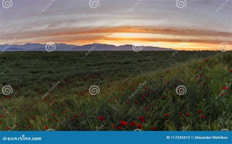 Poppy Field at Sunset of the Day Stock Image - Image of morning ...