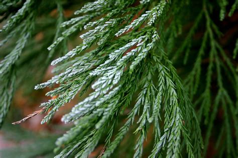 Tree Identification: Sequoiadendron giganteum - Giant Sequoia