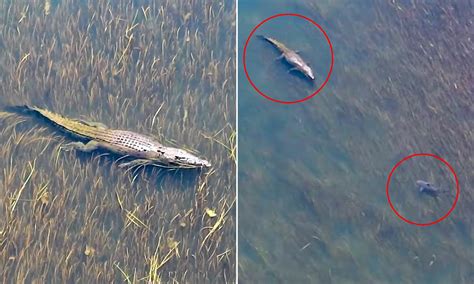 Saltwater Crocodile Vs Shark