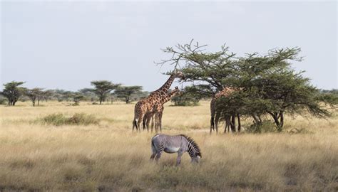 Samburu National Reserve: What To Expect