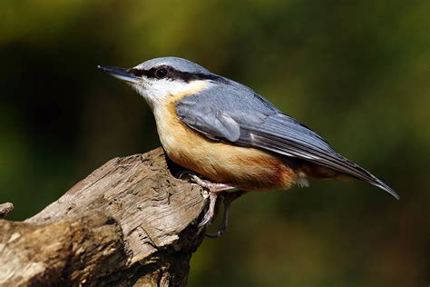 Bird photography from Scotland | Scottish Landscape and Wildlife Photography by Grant Glendinning