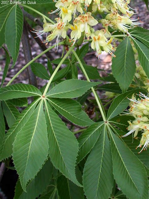 Aesculus glabra (Ohio Buckeye): Minnesota Wildflowers