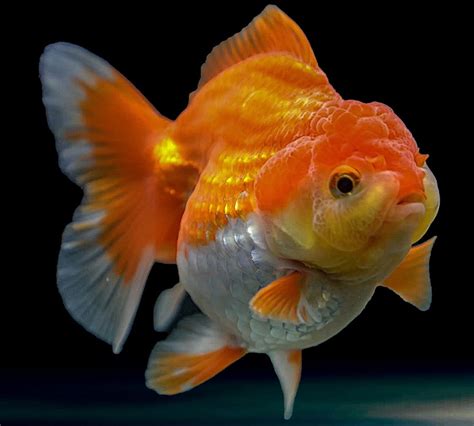 Goldfish-Feeding-Schedule - Flash Uganda Media