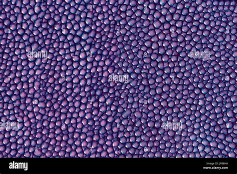 purple texture leather shagreen Stock Photo - Alamy