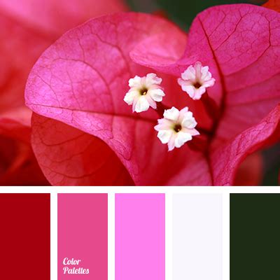 fuchsia | Color Palette Ideas