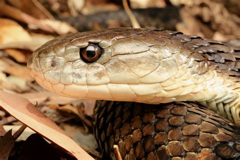 Eastern Tiger Snake - South East Snake Catcher - Gold Coast