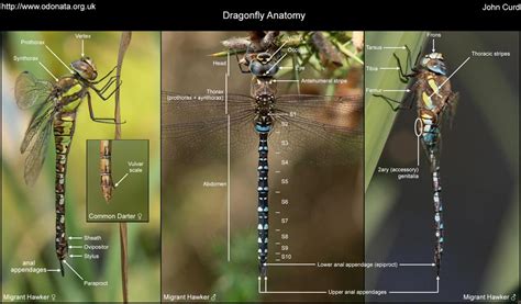 Dragonfly Anatomy – Odo-nutters