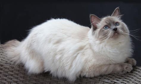 Ragdoll Cat : Biological Science Picture Directory – Pulpbits.net