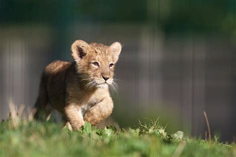 Dublin Zoo to reopen for visitors | The Irish Post