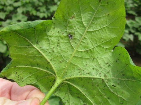 Cotton Aphids Starting to Show Up | Panhandle Agriculture