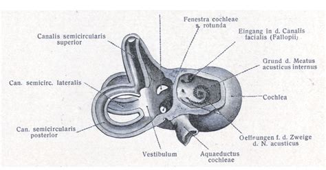 Fluid mechanical interrelationship of the perilymph and the cerebro-spinal fluid | The Interface ...