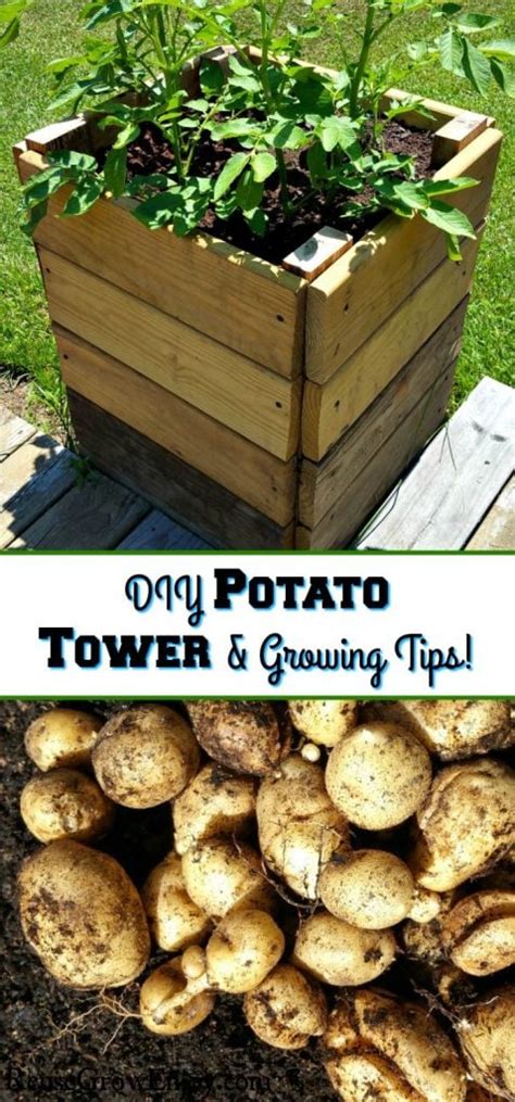 Potato Tower Box - How To Make And Grow In A Potato Tower Box - Reuse Grow Enjoy