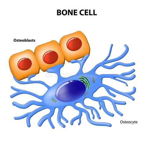 Bone cells stock vector. Illustration of osteoclast, fibroblast - 55869388