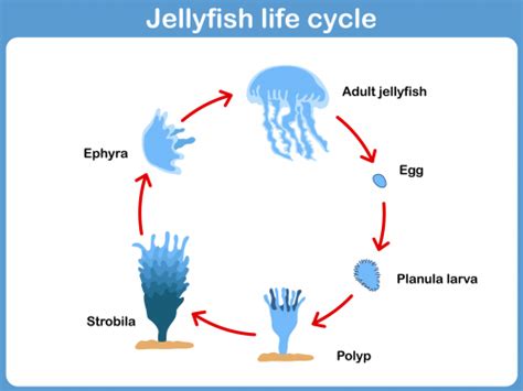 Jellyfish Life Span