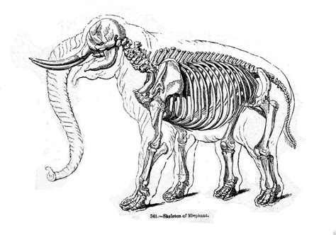 Skeleton Anatomy of an Elephant Drawing by Michael Dohnalek - Pixels