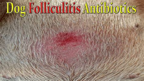 How to Treat Folliculitis in Dogs With Antibiotics?