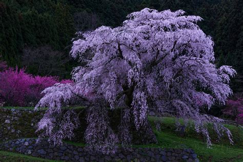 Download Purple Flower Blossom Tree Spring Earth Photography Park 4k Ultra HD Wallpaper