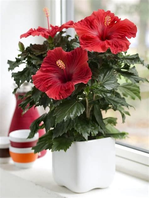 Growing Hibiscus Indoors | Hibiscus Care Indoors | Balcony Garden Web